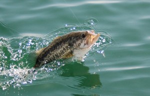 pea head bass