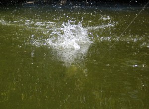 Why wait for the bait to fall