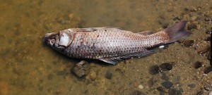 Dead carp numbers rise