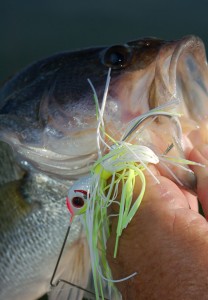 Booyah bass
