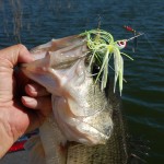 brush patch bass