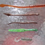 Name these worms..._edited-1