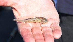 Prickly sculpin