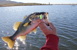 Lower Otay